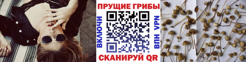 ОМГ ОМГ зеркало  Бирюч  Псилоцибиновые грибы Cubensis 